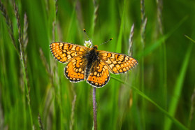 Marsh fritillary (Euphydryas aurinia). In addition to the 55 species of butterflies found in 2022, we confirmed the presence of 16 additional species, leading to a final number of registered species of butterflies in the investigated area of 71.